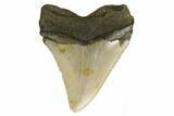 Fossil Megalodon Tooth - North Carolina #166985-1